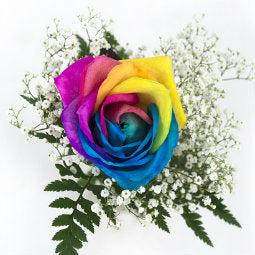 Pré-vente Bouquet de 1 rose ''arc-en-ciel ou bubblegum''